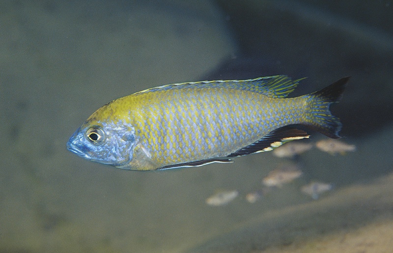 Nyassachromis prostoma 'Chuanga'